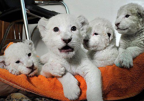 Недавно родившиеся в ялтинском зоопарке <<Сказка>> белые львята