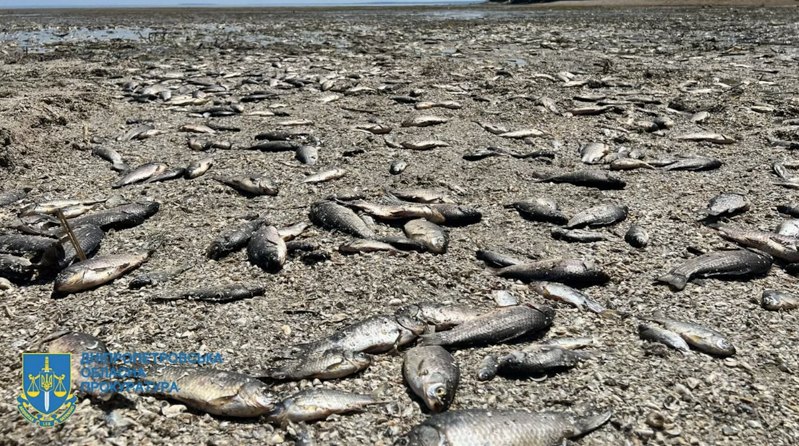 У Дніпропетровській області внаслідок руйнування греблі Каховської гідроелектростанції сталася масова загибель риби.