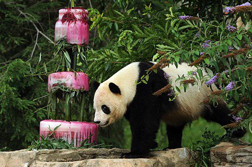 Панда Таи Шан пробует трехуровневой замороженный торт в свой четвертый день рождения в Смитсоновском Национальном зоологическом
парке в Вашингтоне, округ Колумбия, США. Торт сделан из воды, бамбука, измельченной свеклы и свекольного сока. 9 июля 2009 г. 