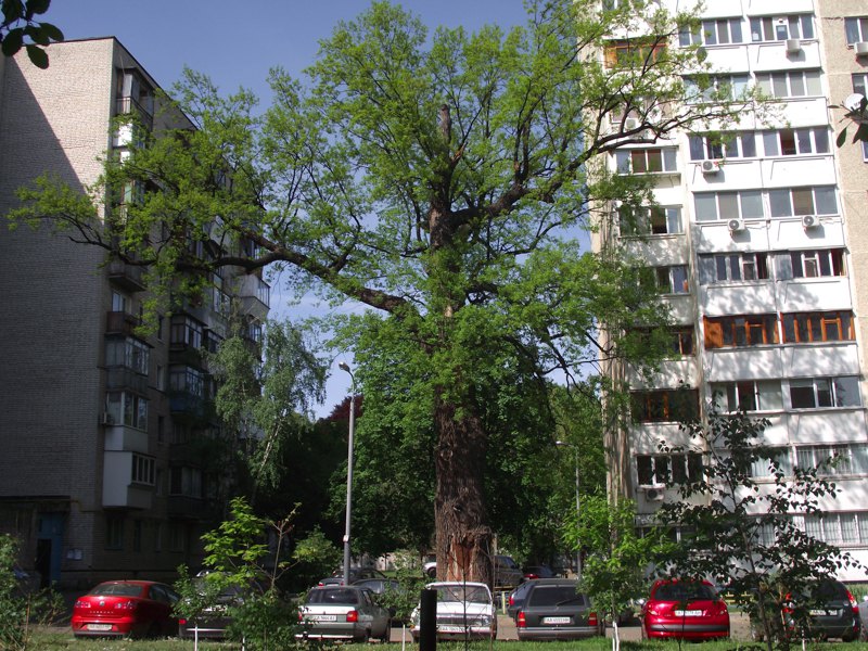 Дуб Крістера