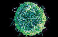 Рятівний нон-фікшн: 8 книг про медицину, віруси та епідемії
