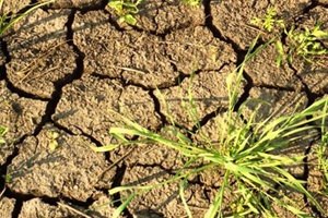Кабмин обещает помочь аграриям из-за засухи