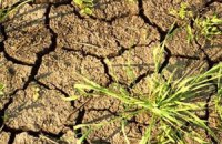 Кабмин обещает помочь аграриям из-за засухи