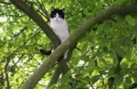 Киевские спасатели освободили кота из трехдневного плена на дереве