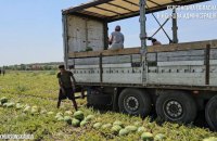 Попри війну на Херсонщині зібрали перші 160 тонн кавунів