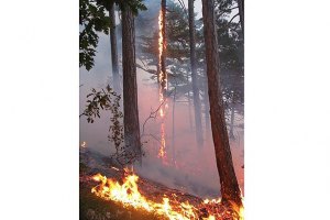 Прокуратура Херсонської області порушила кримінальну справу за фактом підпалу лісу