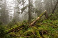 Більшість українців не сприймають ліс як економічний ресурс, – опитування WWF-Україна