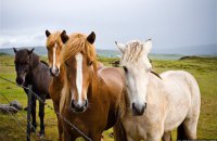 ​В США предложили убить 45 тыс. диких лошадей для расширения пастбищ