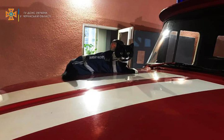 МВС показало кота-антистреса Кєшу, який "служить" разом із рятувальниками на Черкащині