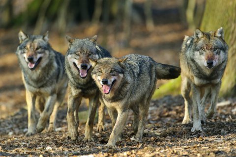 Охотники Приазовья просят разрешить отстрел волков