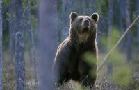 Бурі ведмеді через сто років повернулися до Чорнобиля