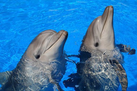 В оккупированном Крыму боевые дельфины украинских ВМС погибли от голода