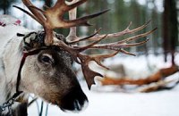 На российско-финской границе застряли северные олени