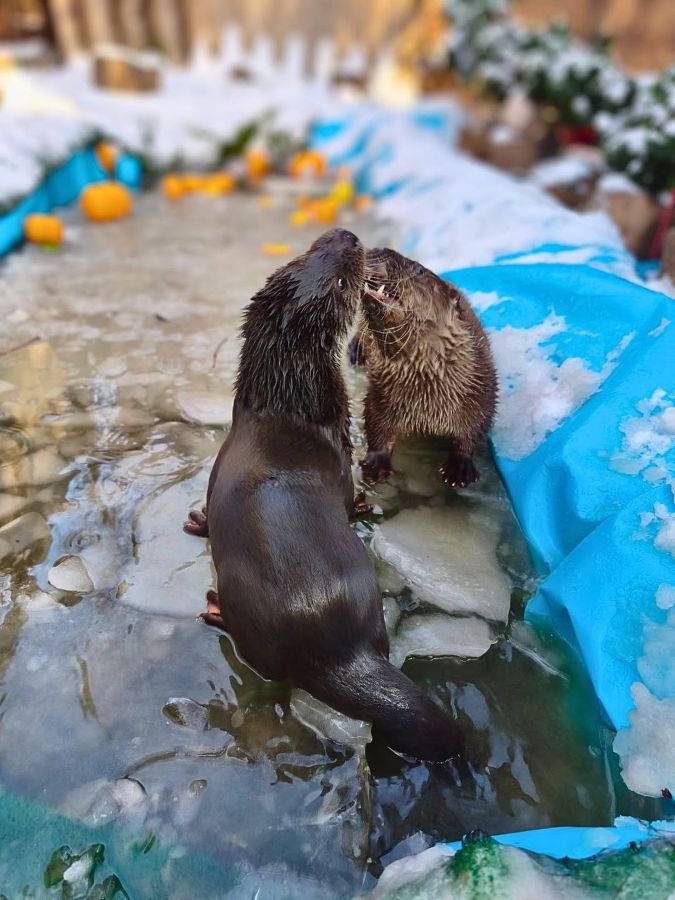 Валєра й Алатіель