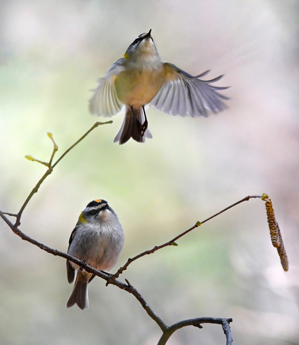 Золотомушки