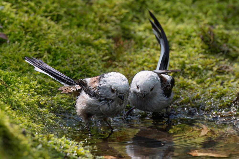 Синиці довгохвості