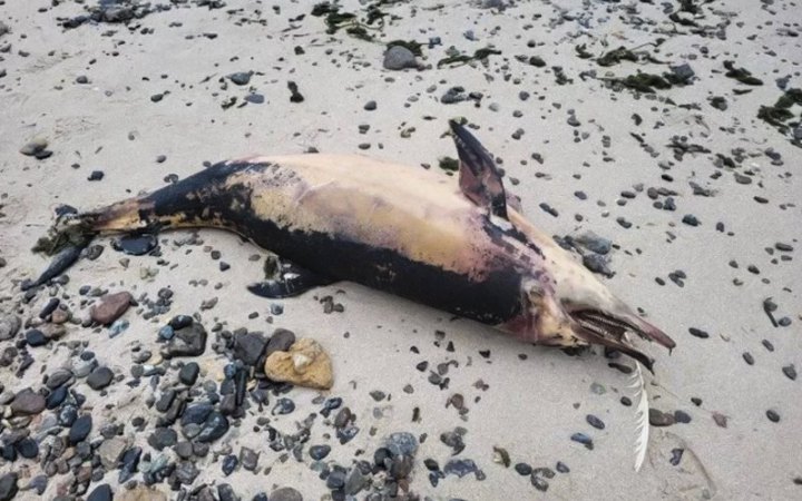Теракт РФ на Каховській ГЕС: на берегах Чорного моря в Болгарії та Туреччині знаходять тіла дельфінів з українських берегів