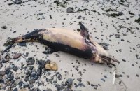 Теракт РФ на Каховській ГЕС: на берегах Чорного моря в Болгарії та Туреччині знаходять тіла дельфінів з українських берегів
