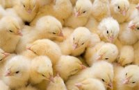 В Узбекистане учителям выдали зарплату цыплятами 