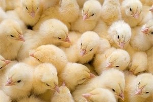 "Гаврилівські курчата" стануть халяльними