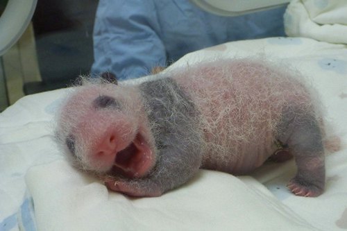 Детеныш панды, родившийся 6 июля в Тайбэйском зоопарке Тайваня 