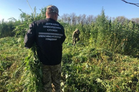 Пограничники уничтожили почти 20 тысяч кустов конопли на Луганщине
