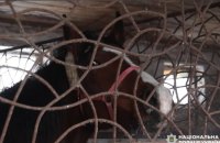 Поліцейські разом із волонтерами евакуювали усіх коней із громади на Харківщині