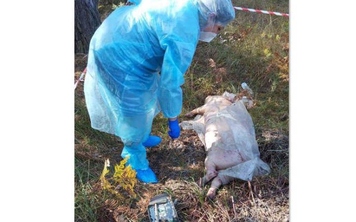 В Києві зафіксовано спалах африканської чуми свиней