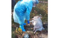 В Києві зафіксовано спалах африканської чуми свиней