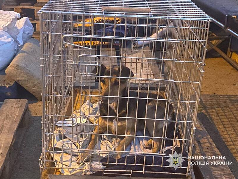 РФ вдарила ракетою “Бандероль” по ветеринарно-стерилізаційному центру “Крок до тварин”