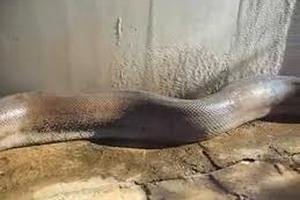 Парижская полиция выловила в реке 40-килограмовую змею