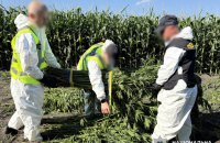 Нацполіція провела всеукраїнську спецоперацію зі знищення врожаю конопель та маку на 200 млн грн