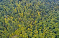 Державі повернули 20 ділянок біля Буковелю, вкриті столітніми лісами