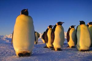 Ученые разобрались с перемешиванием пингвинов