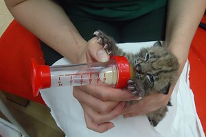 В Киевском зоопарке родился рысенок