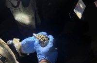 Поліція підозрює мешканця Київщини у зберіганні зброї і боєприпасів