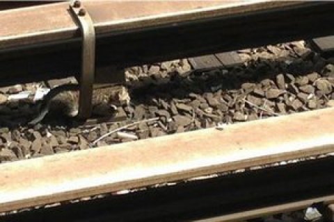 В Тернопольской области два вагона поезда сошли с рельсов из-за кражи элементов путей