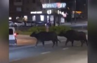 В Тернополе из зоопарка сбежали два буйвола и пони и гуляли по ночному городу