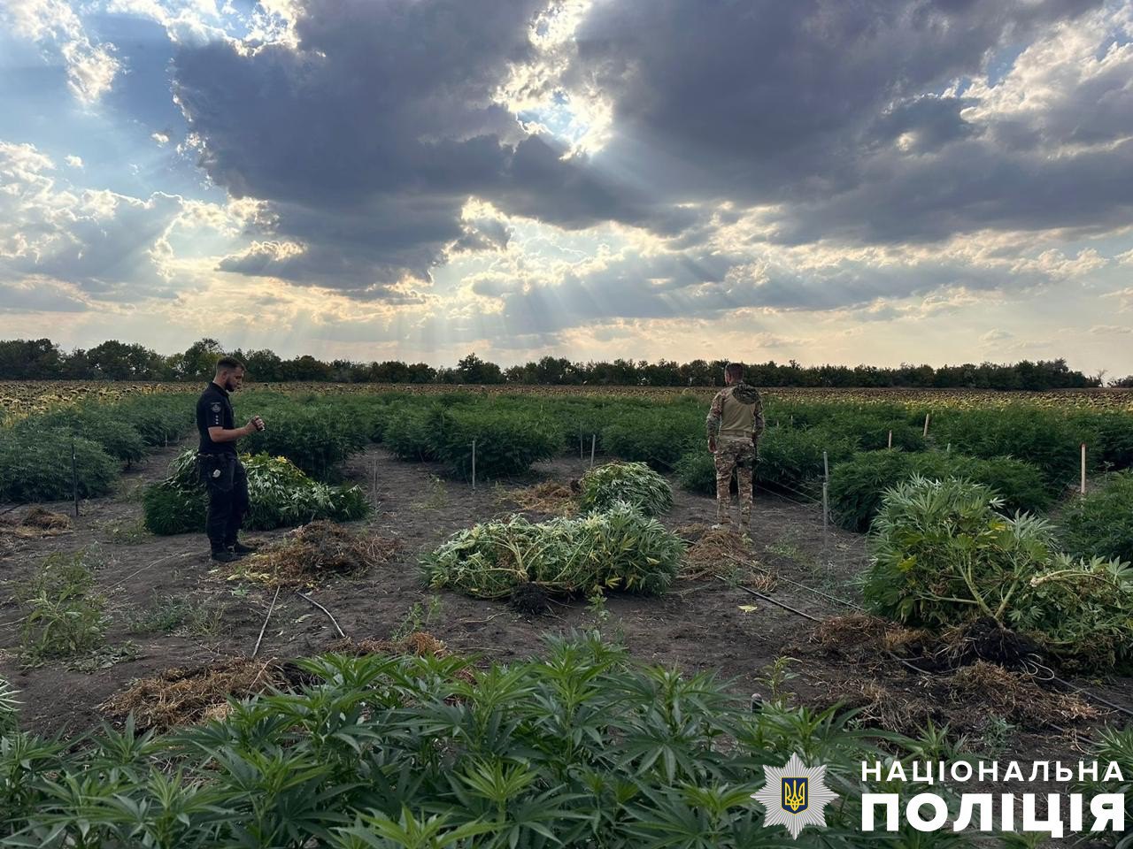 Поліцейські виявили на Херсонщині посіви коноплі 