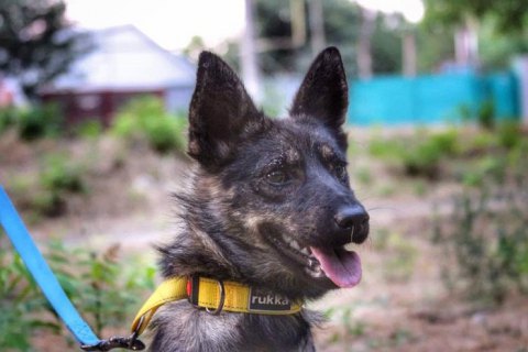 Звільнений моряк Чуліба і собака з буксира "Яни Капу" зустрілися після 10 місяців розлуки