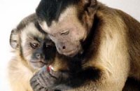 Ученые создали рекламную кампанию для обезьян