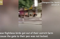В Китае более 80 страусов бегали по улицам города после побега с фермы.