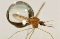 Ученые выяснили, как комары могут летать в дождь