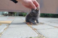 Вбивство безпритульного кота біля «Фори» в Ірпені: волонтери збираються на пікет, щоб справу не зам’яли