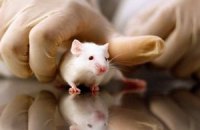 Іспанські вчені омолодили мишей