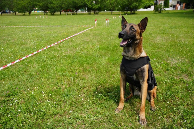 Службовий собака ДСНС