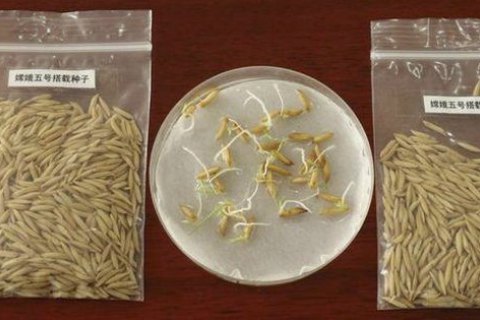 В китайской лаборатории проросли семена риса, которые побывали на Луне