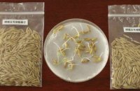 В китайской лаборатории проросли семена риса, которые побывали на Луне