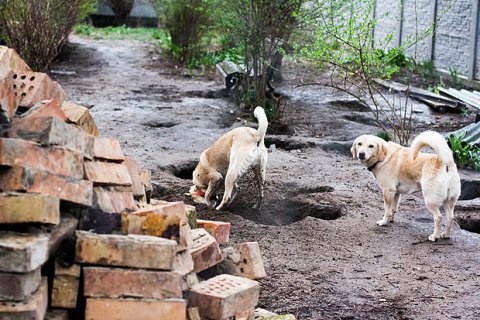В Сумской области на мусорке обнаружили два мешка с убитыми собаками и котами