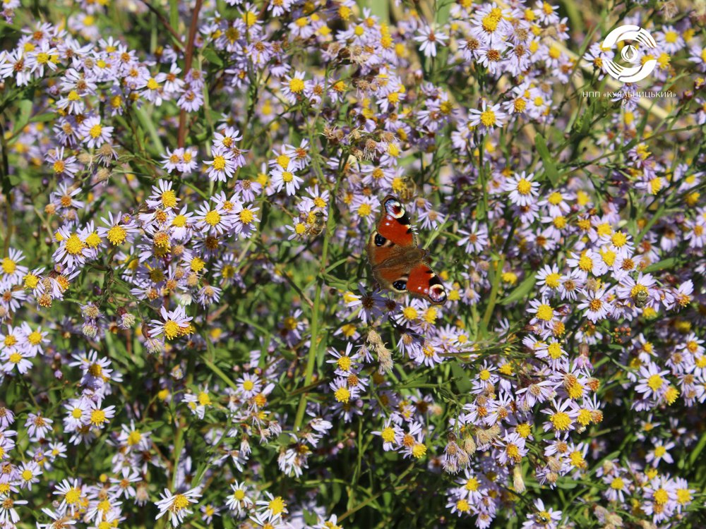 Природа НПП «Куяльницький»